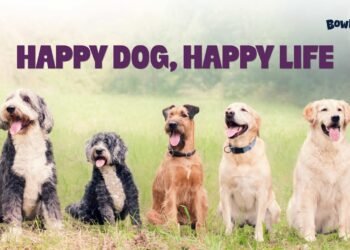 Daily Routines and Lifestyle Habits That Help Dogs Live Happier Lives