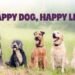Daily Routines and Lifestyle Habits That Help Dogs Live Happier Lives