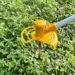 Grass Cutting Machine 1 1 2