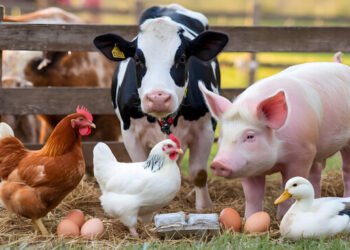 Livestock