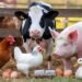 Livestock