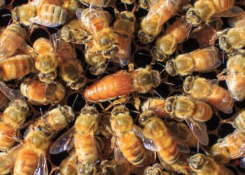 bee for sale