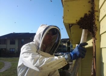 bee removel