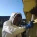bee removel