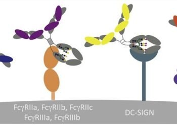 Multidimensional Construction of EAE Animal Models: Advancing Multiple Sclerosis Drug Discovery 2 9 2 Fc Gamma Receptor Binding Assay Services 1