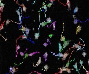 300 300 1 3 2 Single Cell Functional Analysis 2