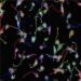 300 300 1 3 2 Single Cell Functional Analysis 2
