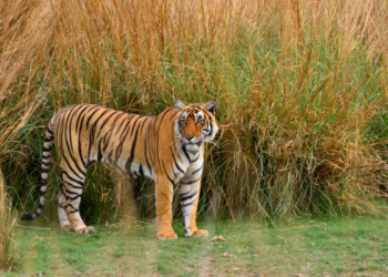 How to Choose the Perfect Wildlife Tour Package in India? 46