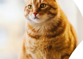 Cat HP
