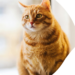 Top Reasons to Choose Professional Cat Groomers in Dubai for Your Feline Cat HP