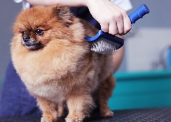 Dog20Grooming20Session