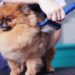 Dog20Grooming20Session