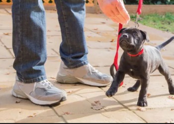 Puppy Training Cranston