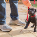 Puppy Training Cranston