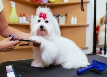 dog grooming