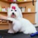 dog grooming