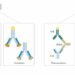 Custom ELISA Kit Development Services for Biopharmaceutical and Diagnostic Research ELISA Kit Development Services