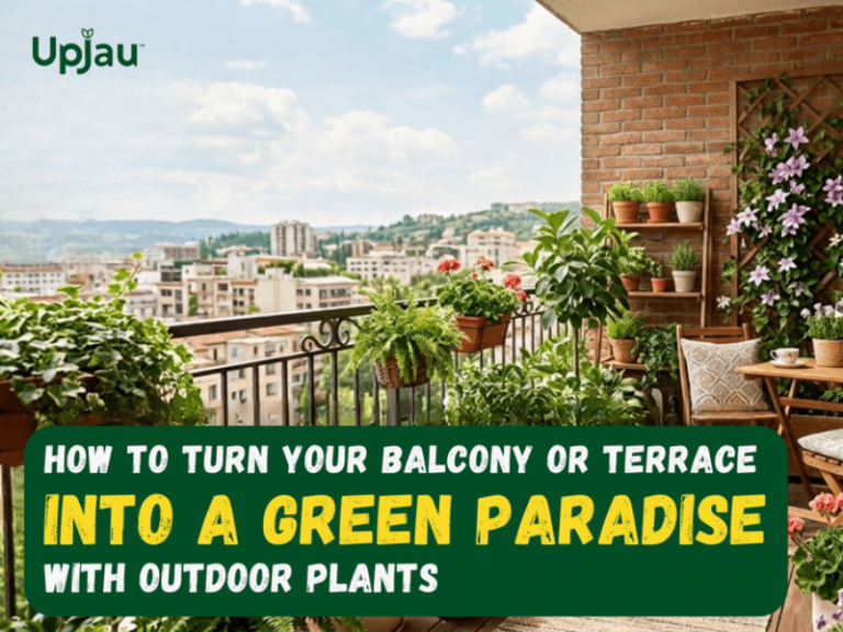 How to Turn Your Balcony or Terrace Into a Green Paradise with Outdoor Plants How to Turn Your Balcony or Terrace Into a Green Paradise with Outdoor Plants 2
