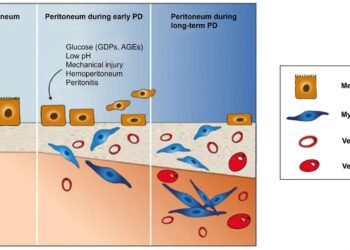 Peritoneal Fibrosis Models