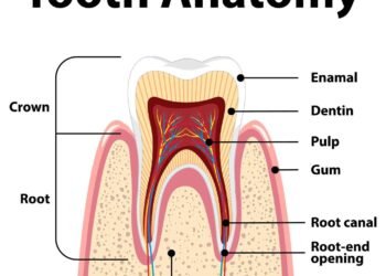 RootCanals