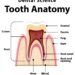 RootCanals