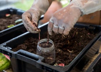 worm composting kits