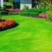 green grass carpet